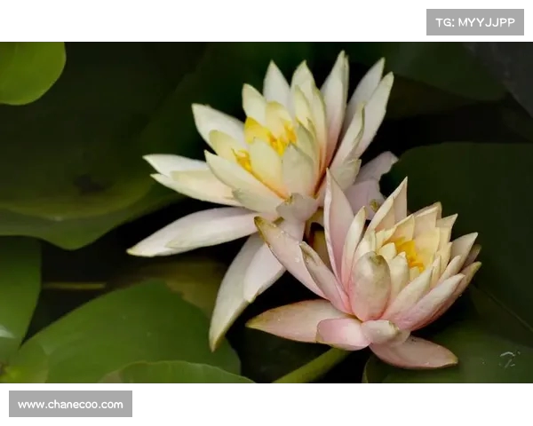 波津回应帕森斯指责:与卢卡无恩怨,只是未能成功合作 波津回应帕森斯指责:与卢卡无恩怨,只是未能成功合作